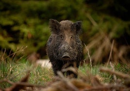 La FAC traslada a la Junta que la emergencia cinegética del jabalí será insuficiente para frenar la sobrepoblación de la especie