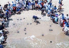 Entran al mar las 21 tortugas nacidas del nido de Valencia del año pasado