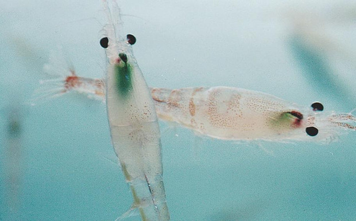 El krill es la principal fuente de alimento de ballenas, focas y pingüinos