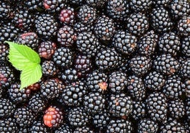 El alimento antiinflamatorio que retrasa el envejecimiento: «Es el mayor antioxidante que hay»